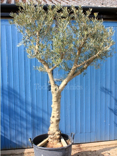 Olea europaea (Olive) 240cm Olea europaea (Olive) 240cm