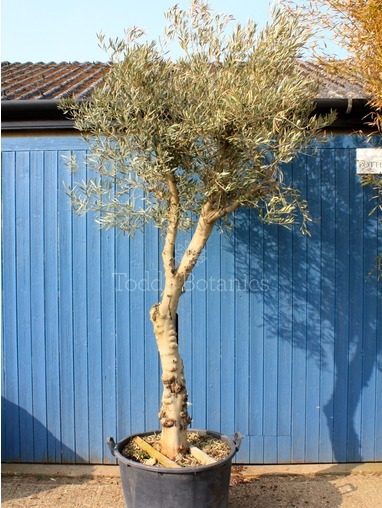 Olea europaea (Olive) 300cm Olea europaea (Olive) 300cm