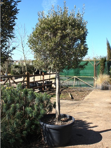 Olea europaea (Olive) 300cm Olea europaea (Olive) 300cm