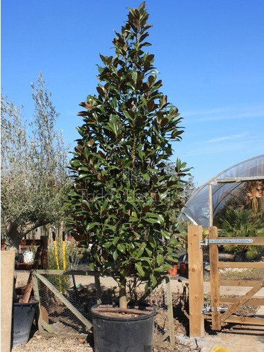 Magnolia grandifloria 330cm