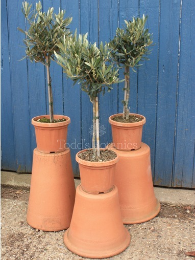 Olea europaea (Olive) 60cm Olea europaea (Olive) 60cm