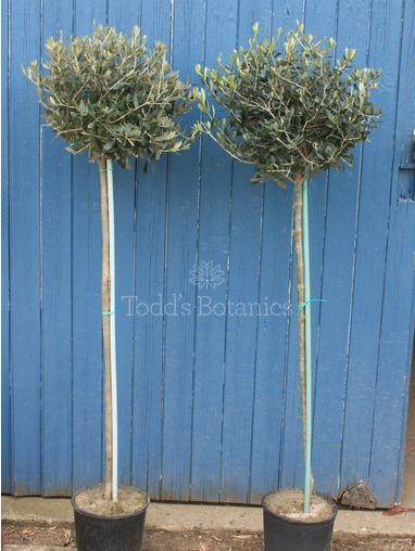Tall stemmed Olive Tree 160cm