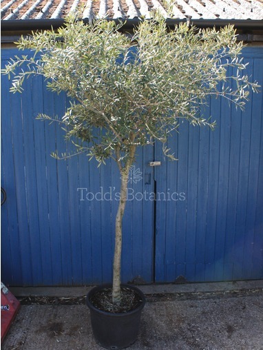 Olea europaea (Olive) 300cm Olea europaea (Olive) 300cm