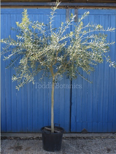Olea europaea (Olive) 200-260cm Olea europaea (Olive) 200-260cm