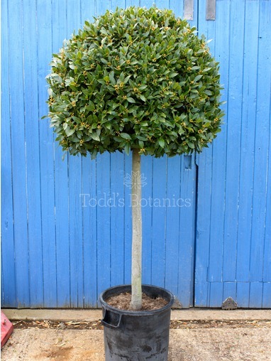Laurus nobilis (Bay tree) 210cm 