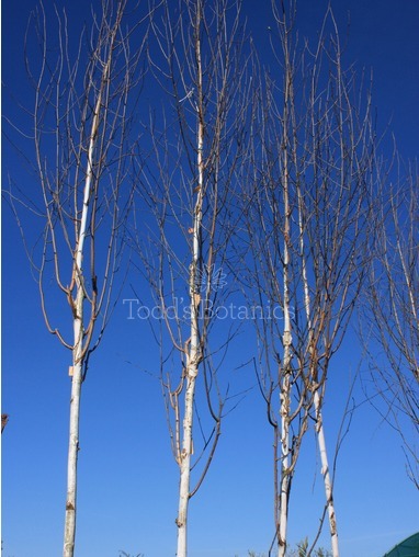 Betula utilis var. jacquemontii 500cm