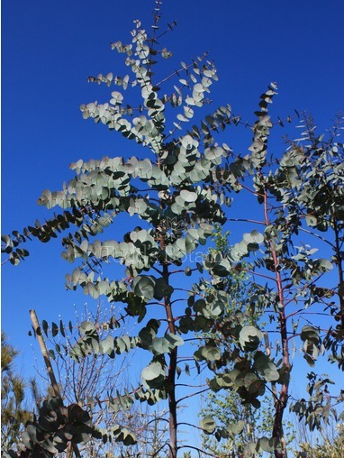 Eucalyptus perriniana 340cm