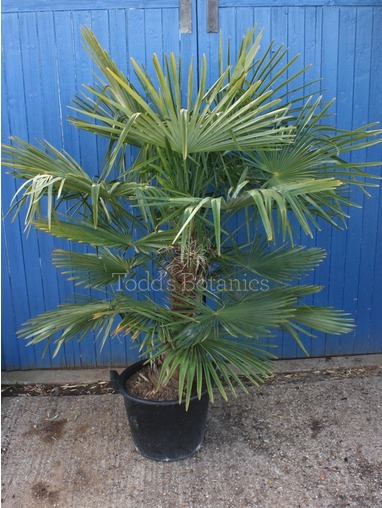 Trachycarpus fortunei (Chinese windmill palm) 