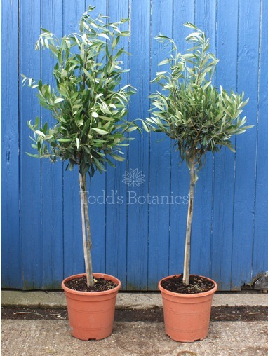 Olea europaea (Olive) 120cm Olea europaea (Olive) 120cm
