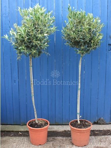 Standard Olive Tree, Olea europaea 165cm