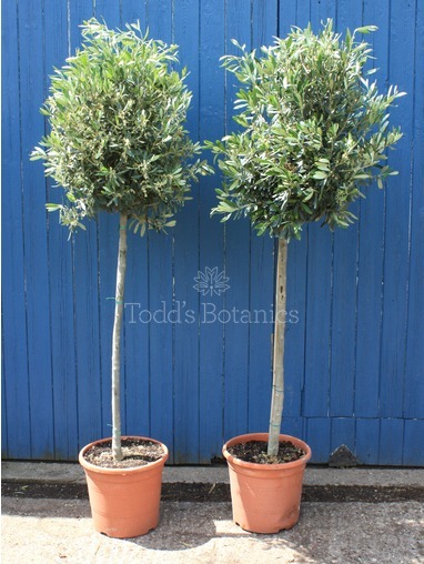 Olea europaea (Olive) 170cm Olea europaea (Olive) 170cm
