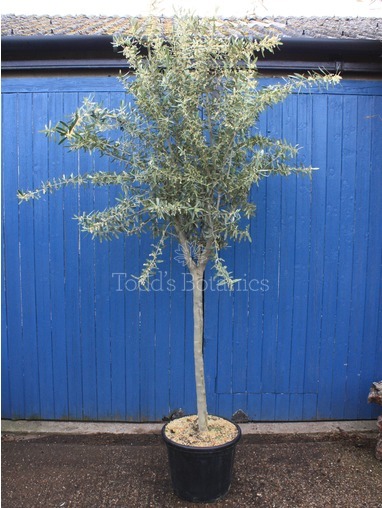 Olive Tree 260cm Great Branch structure