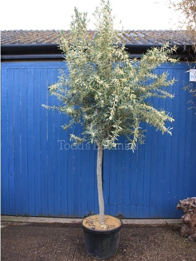 Olea europaea (Olive) 310cm Olea europaea (Olive) 310cm