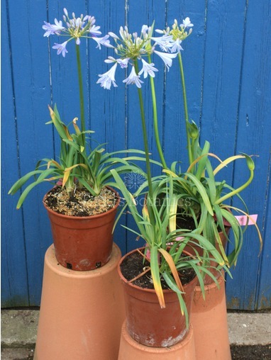 Agapanthus 'Peter Pan' 