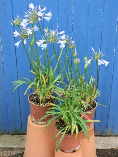 Agapanthus 'Stream Line' 
