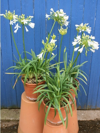 Agapanthus 'Sylver Baby' 