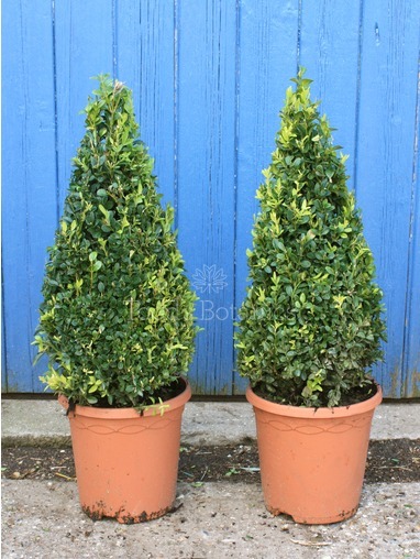 Buxus sempervirens (Box cone) 40cm 