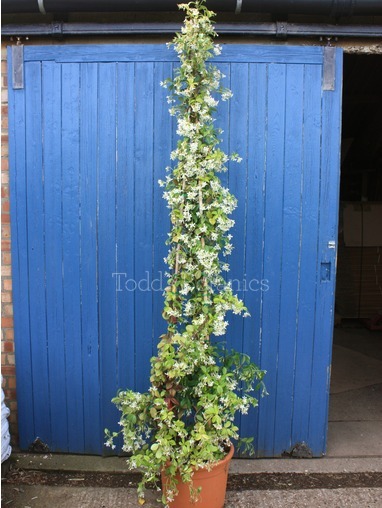 Trachelospermum jasminoides, 220cm Trachelospermum jasminoides, 220cm