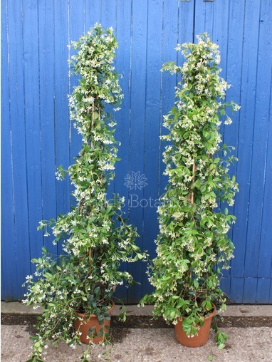 Trachelospermum jasminoides, 170cm