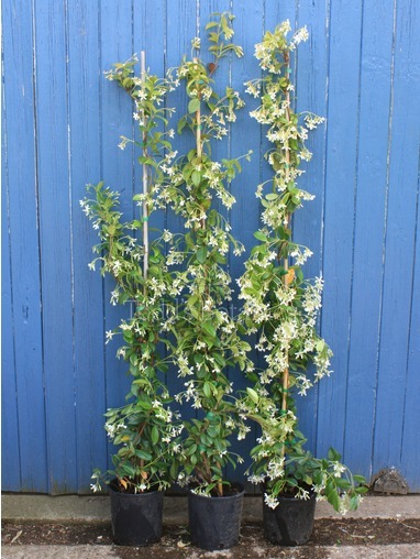 Trachelospermum jasminoides, 150cm Trachelospermum jasminoides, 150cm