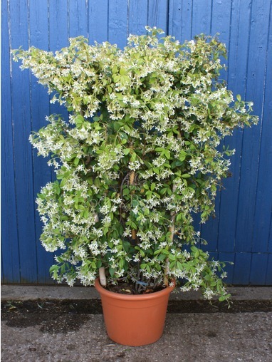 Trachelospermum jasminoides, 120cm