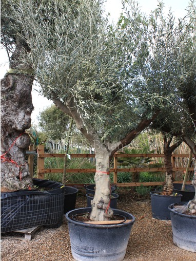 Olea europaea (Olive) 360cm