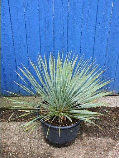 Yucca rostrata 40cm Yucca rostrata 40cm