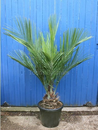 Jubaea chilensis (Chilean Wine Palm) 130cm Jubaea chilensis (Chilean Wine Palm) 130cm