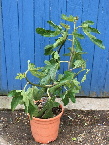 Ficus carica 50cm Ficus carica 50cm