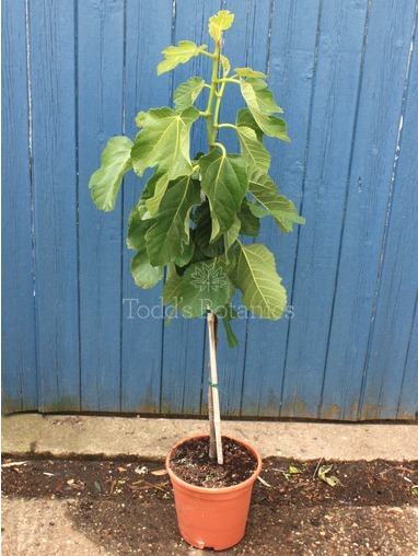Ficus carica 90cm