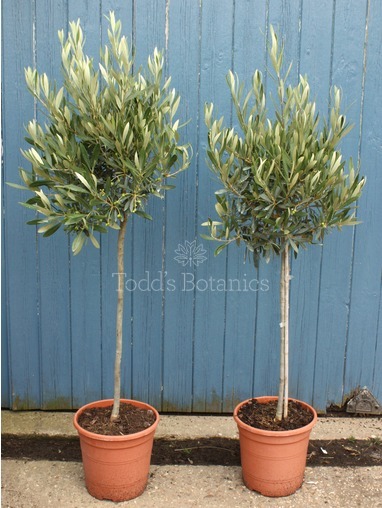 Bushy Olive Tree 4 foot-120cm tall