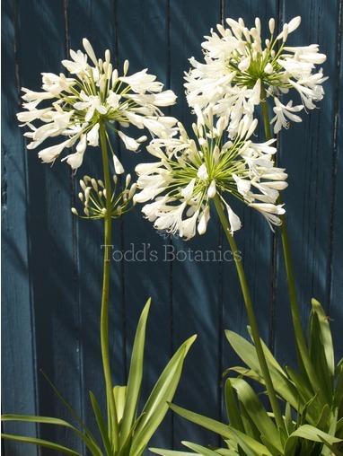 Agapanthus africanus 'Albus' 