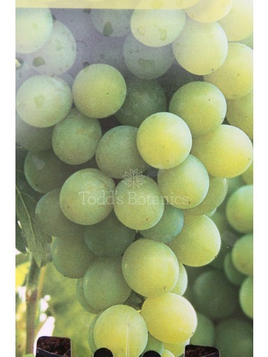 Vitis vinifera 'Vroege van der Laan'