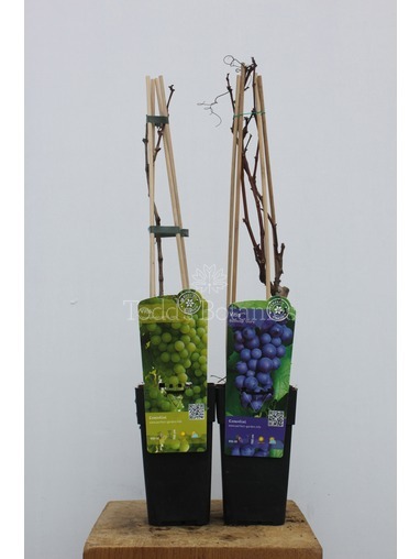 Vitis vinifera twin pack Grapevine