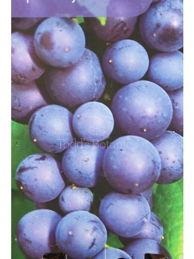 Vitis vinifera 'Boskoop Glory'