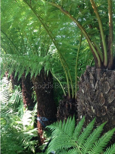 Buy Dicksonia Tree Ferns Uk Delivery