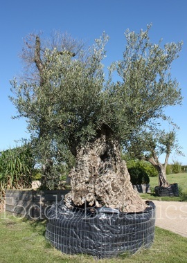 Olea europaea (Olive) 330cm