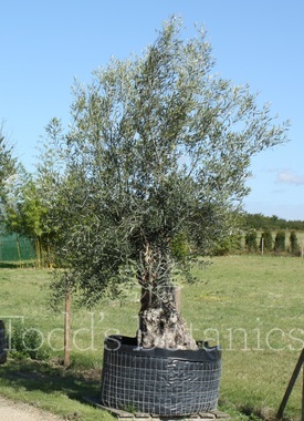 Click to enlarge Olea europaea (Olive) 300cm