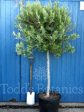 Click to enlarge Olea europaea (Olive) 210-220cm