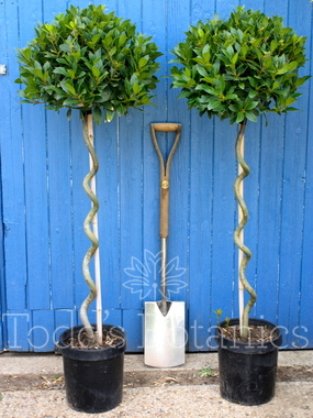 Laurus nobilis (Bay tree) 150-155cm