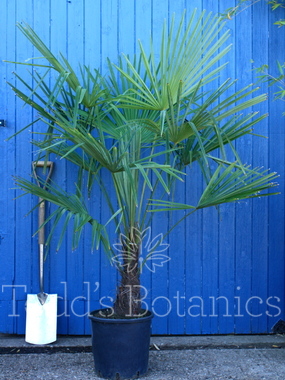 Trachycarpus fortunei (Chinese windmill palm)