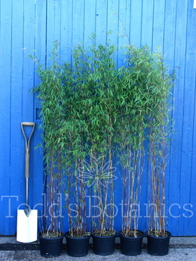 Bamboo (Fargesia jiuzhaigou)