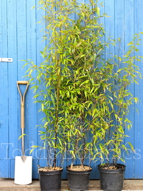 Bamboo (Phyllostachys nigra) 