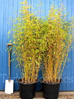 Bamboo (Fargesia rufa)