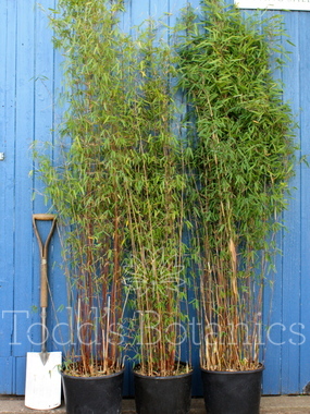 Click to enlarge Bamboo (Fargesia jiuzhaigou)