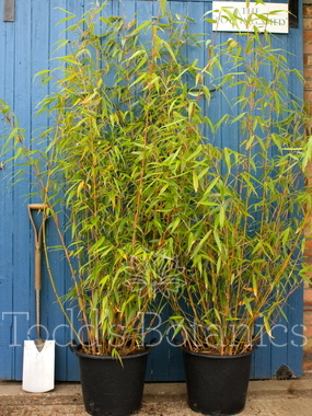 Bamboo (Fargesia robusta) 'Wolong' 