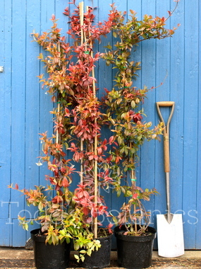Click to enlarge Trachelospermum jasminoides, 140cm