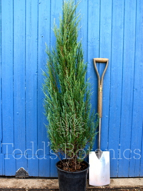 Click to enlarge Juniperus scopulorum 'Blue Arrow'