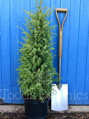Click to enlarge Juniperus communis 'Hibernica'