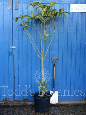 Eriobotrya japonica (Loquat) 